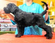 Knírač velký černý s PP-štěně - Schnauzer (182) Knírač velký černý s PP-štěně - Schnauzer (182)