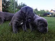 Puppies Mastino Napolitano from Elite Parents - Neapolitan Mastiff (197)