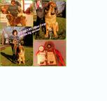 TIBETAN MASTIFF certificated FCI puppies ,available now!!! - Tibetan Mastiff (230)