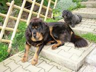 TIBETAN MASTIFF certificated FCI puppies ,available now!!! - Tibetan Mastiff (230)