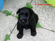  schnauzer black middle - Schnauzer (182)
