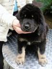 TIBETAN MASTIFF certificated FCI puppies ,available now!!! - Tibetan Mastiff (230)