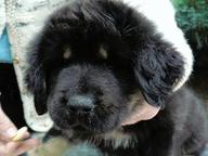 TIBETAN MASTIFF certificated FCI puppies ,available now!!! - Tibetan Mastiff (230)