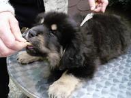 TIBETAN MASTIFF certificated FCI puppies ,available now!!! - Tibetan Mastiff (230)