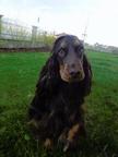 Dark brown english cocker spaniel for sale