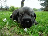 Standard schnauzer peppersalt