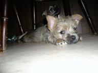 Cairn terier (puppies for sale) - Cairn Terrier (004)