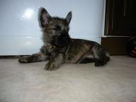 Cairn terier (puppies for sale) - Cairn Terrier (004)