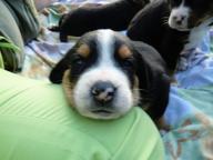 Great Swiss Mountain Dog - Great Swiss Mountain Dog (058)