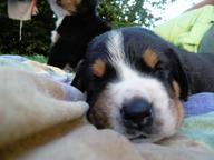 Great Swiss Mountain Dog - Great Swiss Mountain Dog (058)