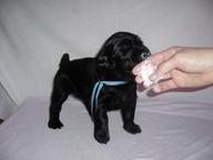 Flat Coated Retriever - Puppies with papers