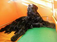 Knírač velký černý s PP-štěně - Giant Schnauzer (181) Knírač velký černý s PP-štěně - Giant Schnauzer (181)