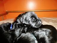 Knírač velký černý s PP-štěně - Giant Schnauzer (181) Knírač velký černý s PP-štěně - Giant Schnauzer (181)