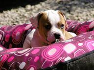 American bulldog puppies - Bulldog (149)