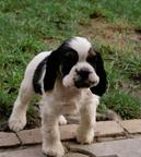 American cocker spaniel puppies for sale - American Cocker Spaniel (167)