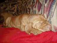 HUNGARIAN VIZSLA PUPPIES FOR SALE - Hungarian Short-Haired Pointing Dog (057)