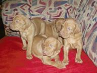 HUNGARIAN VIZSLA PUPPIES FOR SALE - Hungarian Short-Haired Pointing Dog (057)