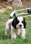 American cocker spaniel puppies for sale - American Cocker Spaniel (167)