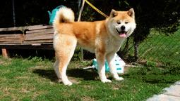 AKITA INU - Akita (255)