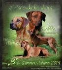 Rhodesian Ridgeback with pedigree - puppies - Rhodesian Ridgeback (146)