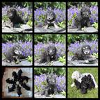 Bedlington terrier - Bedlington Terrier (009)