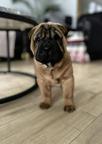 Shar Pei puppy, champion bloodline, fully health tested - Shar Pei (309)