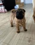 Shar Pei puppy, champion bloodline, fully health tested - Shar Pei (309)