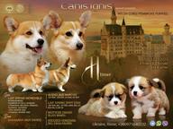 Amazing Corgi Puppies - Welsh Corgi Pembroke (039)