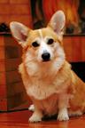 Amazing Corgi Puppies - Welsh Corgi Pembroke (039)