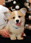 Amazing Corgi Puppies - Welsh Corgi Pembroke (039)