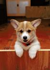 Amazing Corgi Puppies - Welsh Corgi Pembroke (039)