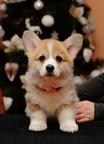 Amazing Corgi Puppies - Welsh Corgi Pembroke (039)