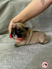 French bulldog puppies for reservations - French Bulldog (101)