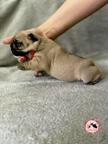 French bulldog puppies for reservations - French Bulldog (101)