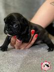 French bulldog puppies for reservations - French Bulldog (101)
