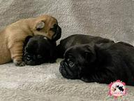 French bulldog puppies for reservations - French Bulldog (101)