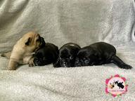 French bulldog puppies for reservations - French Bulldog (101)