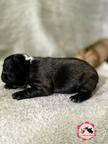 French bulldog puppies for reservations - French Bulldog (101)