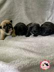 French bulldog puppies for reservations - French Bulldog (101)