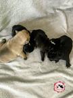 French bulldog puppies for reservations - French Bulldog (101)