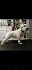 Miniature Schnauzer white - Miniature Schnauzer (183)
