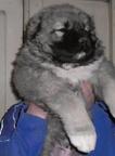 Caucasian Shepherd puppies for sale - Caucasian Shepherd Dog (328)