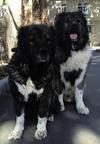 Caucasian Shepherd puppies for sale - Caucasian Shepherd Dog (328)