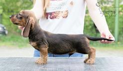 Dachshunds standard wire-haired for show and breeding - Dachshund (148)