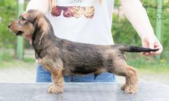 Dachshunds standard wire-haired for show and breeding - Dachshund (148)