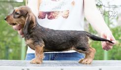 Dachshunds standard wire-haired for show and breeding - Dachshund (148)