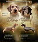 Dachshunds standard wire-haired for show and breeding - Dachshund (148)