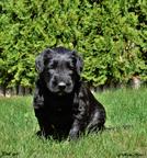 Briard puppies FCI - Briard (113)