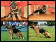puppies of german shepherd - German Shepherd Dog (166)
