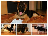 Puppies german shepherd for sale - German Shepherd Dog (166)